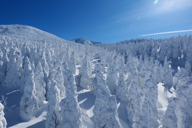 蔵王の樹氷