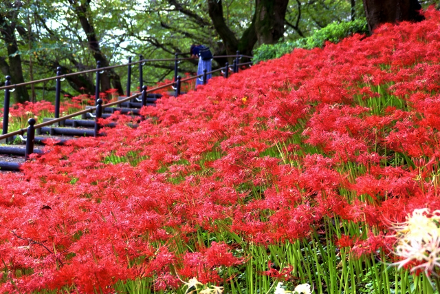 権現堂の曼珠沙華の花