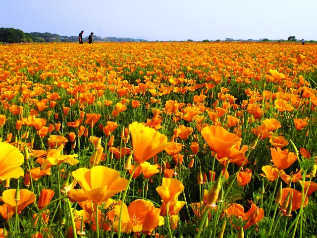 こうのす花まつり