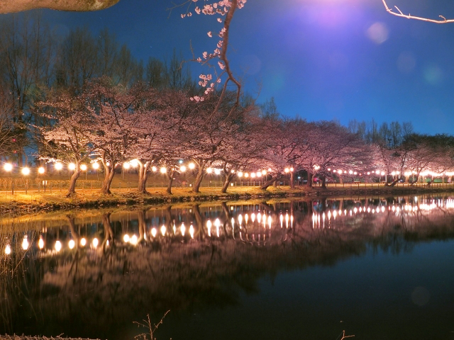 鶴ヶ島市運動公園の夜桜