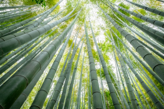 鎌倉市報国寺の竹林｜