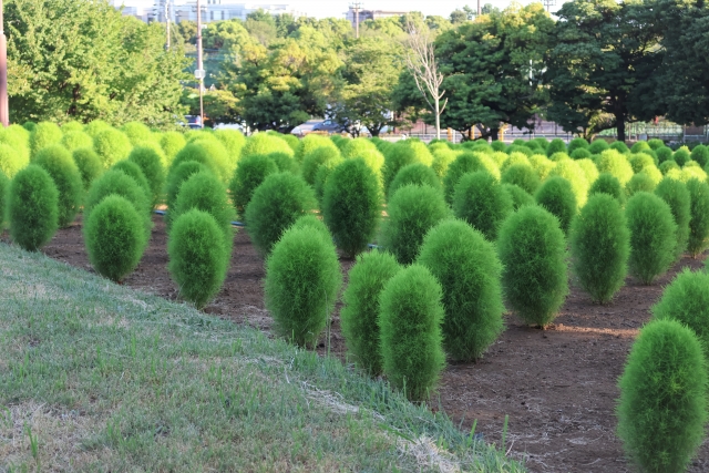 和光樹林公園