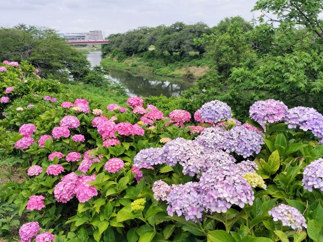 新河岸川紫陽花ロード