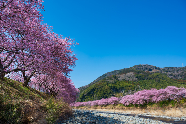 伊豆の河津桜