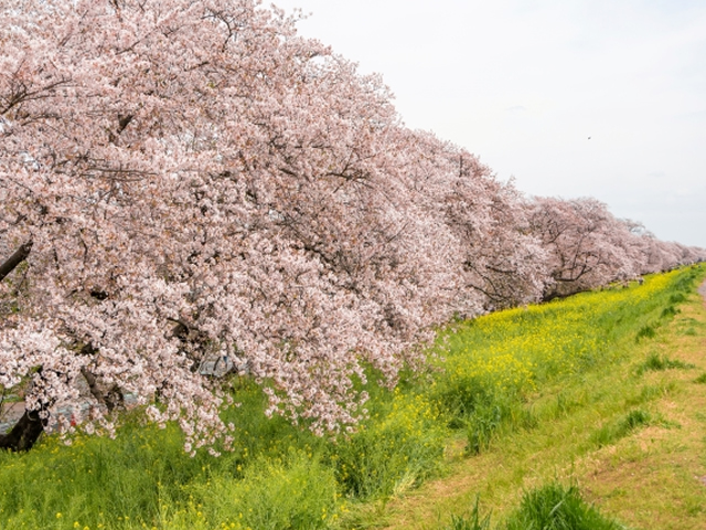 熊谷桜堤