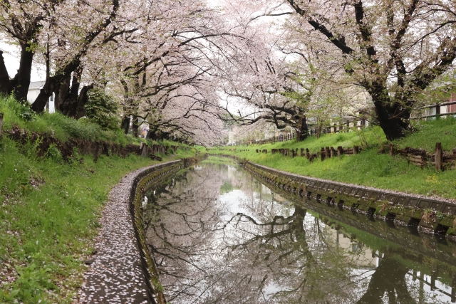 新河岸川の桜