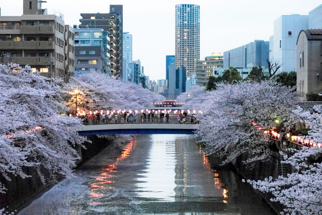 目黒川沿いの桜並木