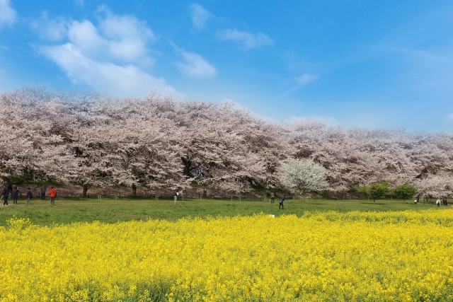 権現堂の桜
