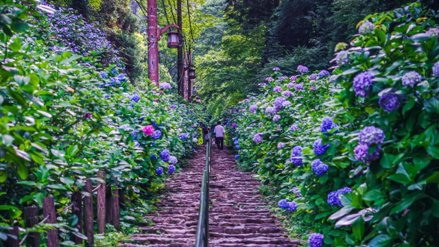 大平山のあじさい坂