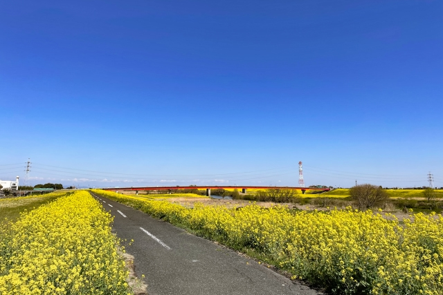 江戸川沿いのサイクリングロード